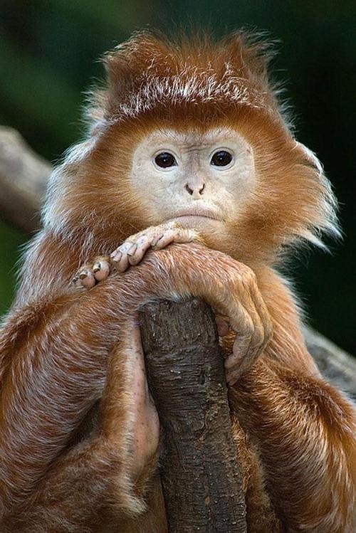 Photo:  Javan Lutung Monkey 